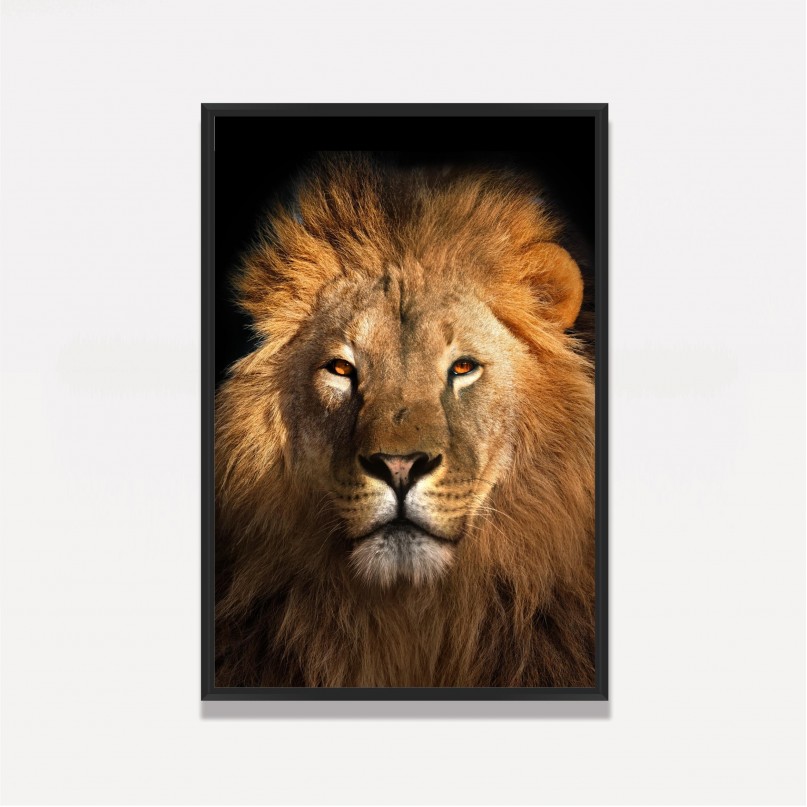 Quadro Leão Africano Olhar Imponente
