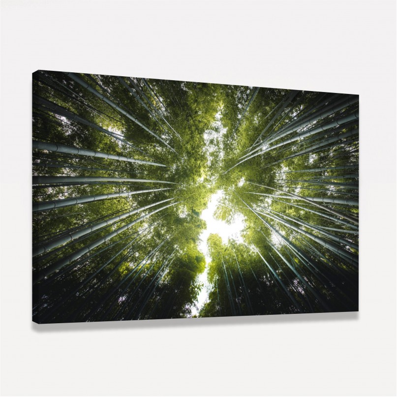 Quadro Floresta de Bambus Folhas Verde