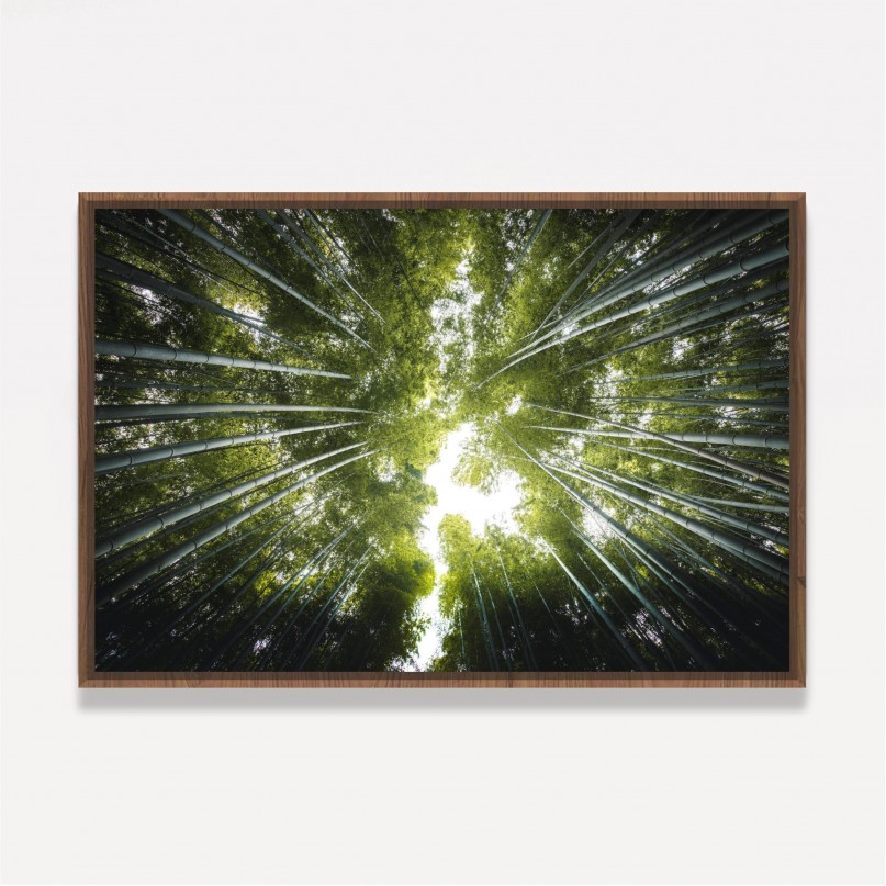 Quadro Floresta de Bambus Folhas Verde