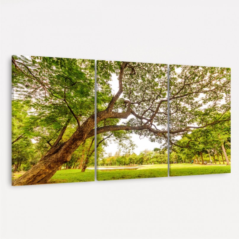 Quadro Árvore com Grandes Galhos Emoldura o Parque