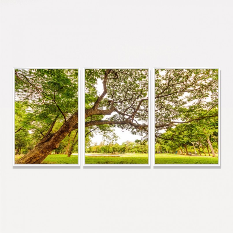 Quadro Árvore com Grandes Galhos Emoldura o Parque