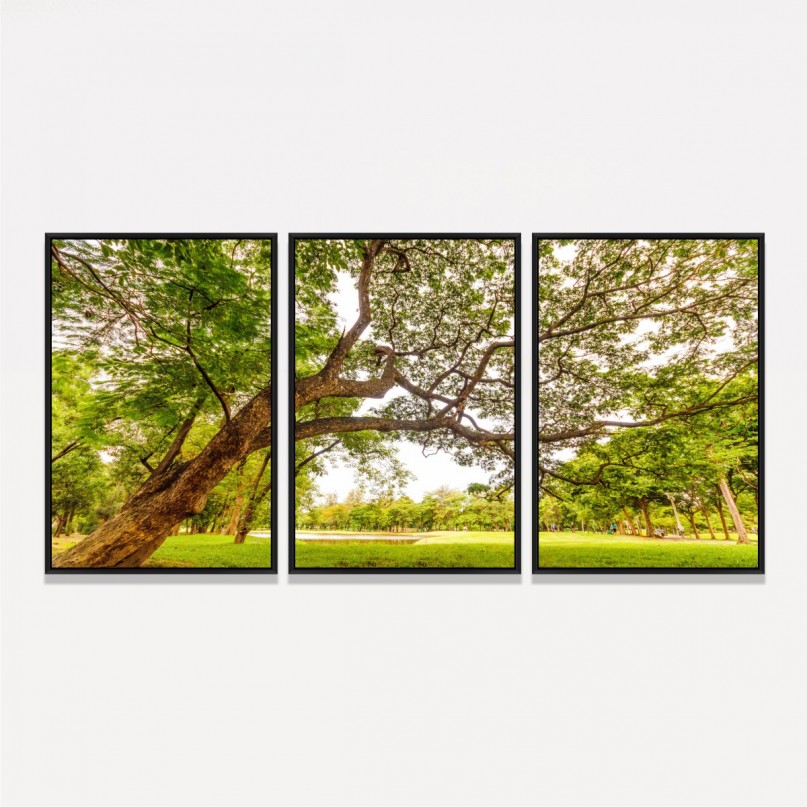 Quadro Árvore com Grandes Galhos Emoldura o Parque
