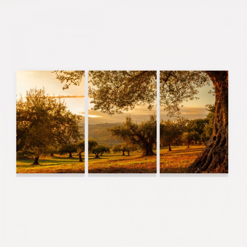Quadro Decorativo Paisagem Oliveiras no Campo ao Entardecer