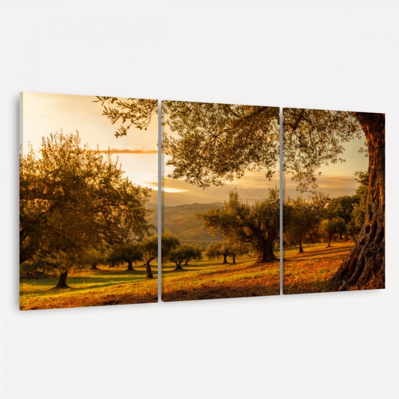 Quadro Decorativo Paisagem Oliveiras no Campo ao Entardecer