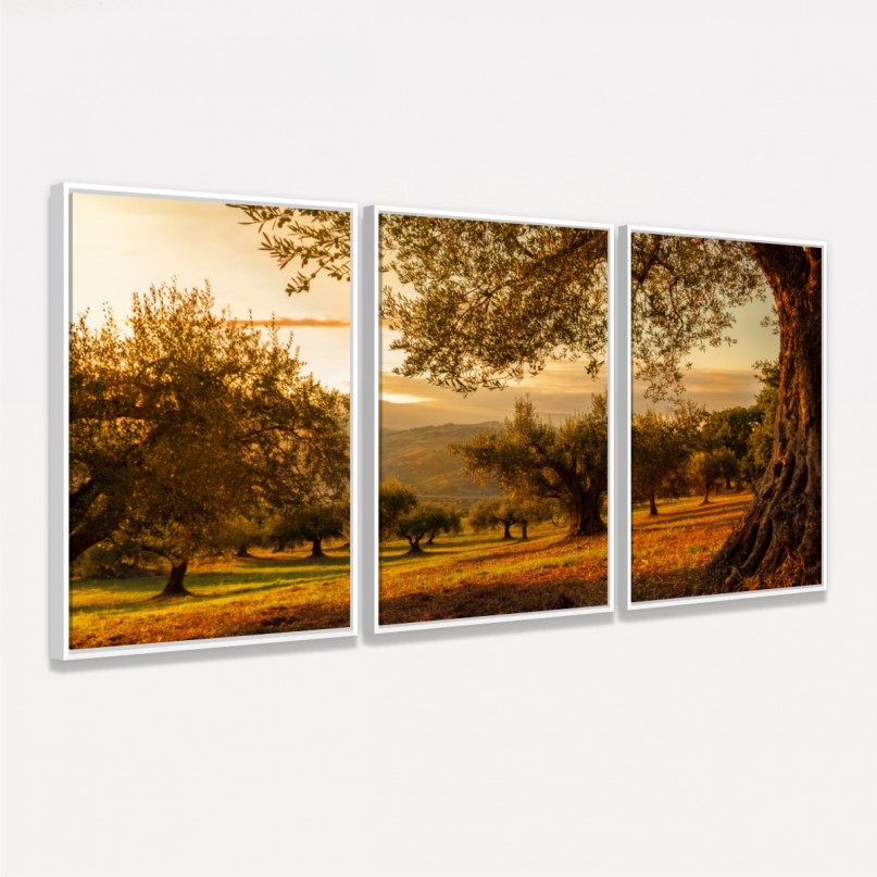 Quadro Decorativo Paisagem Oliveiras no Campo ao Entardecer