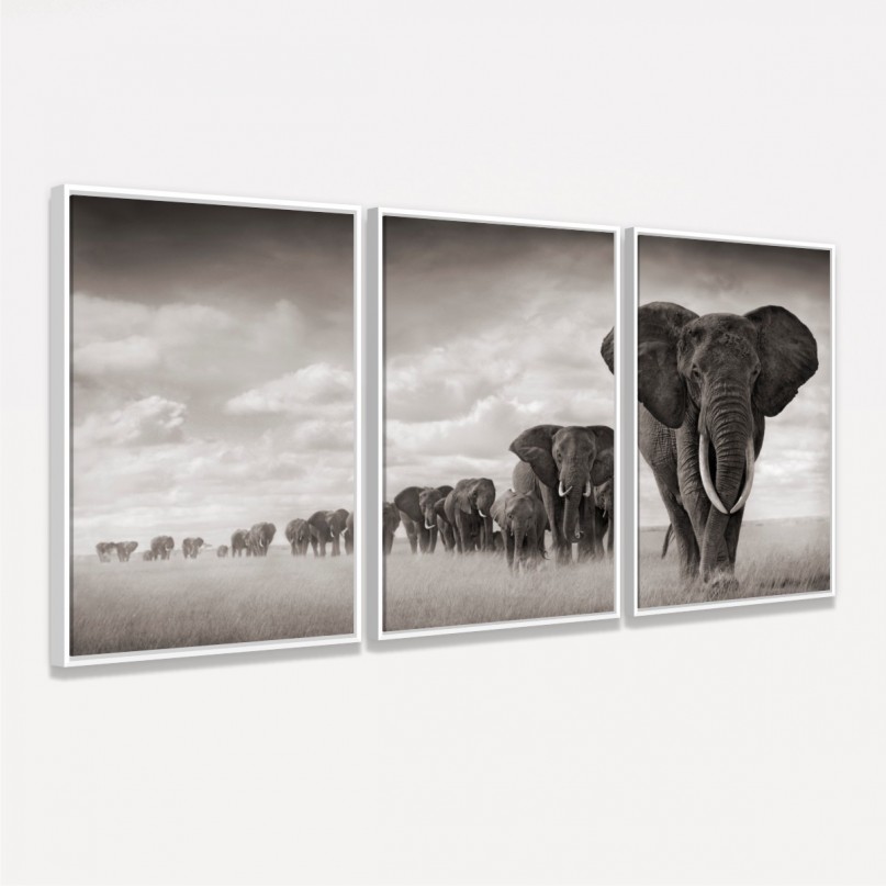 Quadros Decorativos Manada De Elefantes